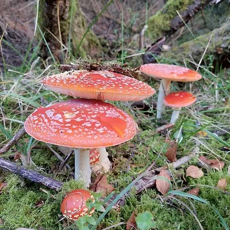 Alt Monjoie アパート *